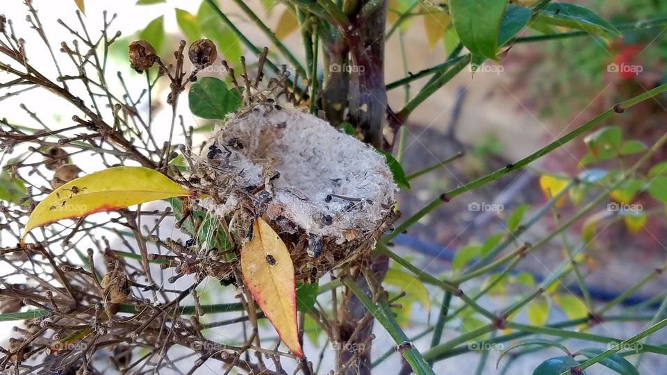 Empty hummingbird nest