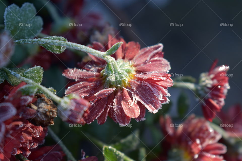 morning frost on red mums