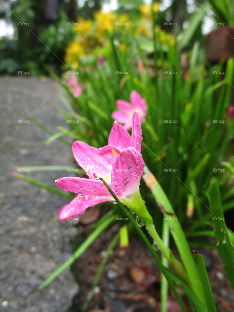 flower in the rain