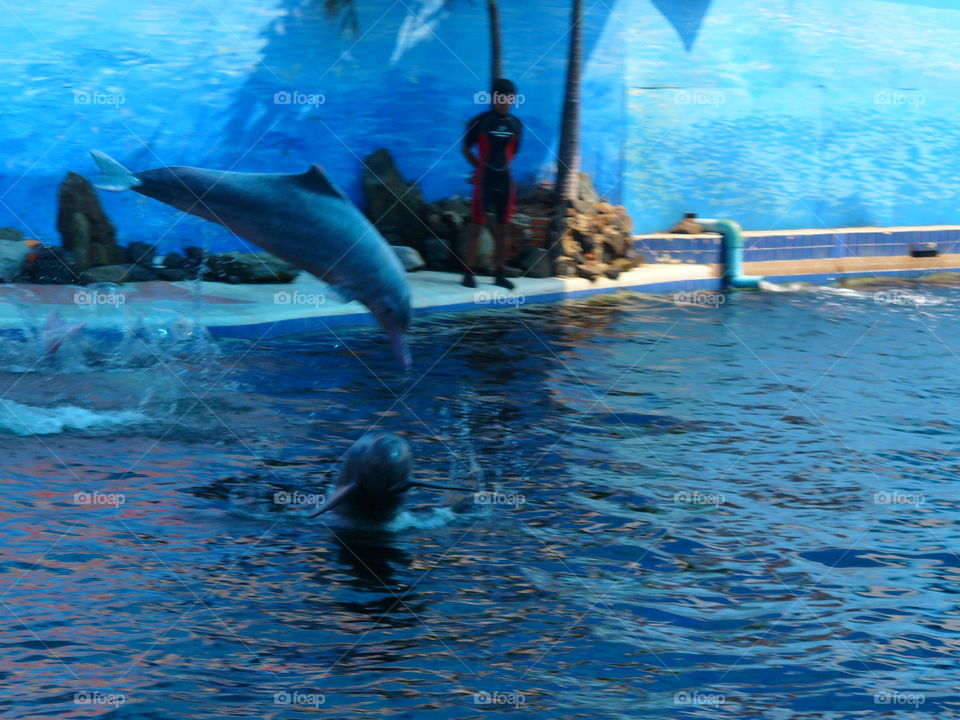 Swimming, Water, Blower, Dolphin, Water Sports