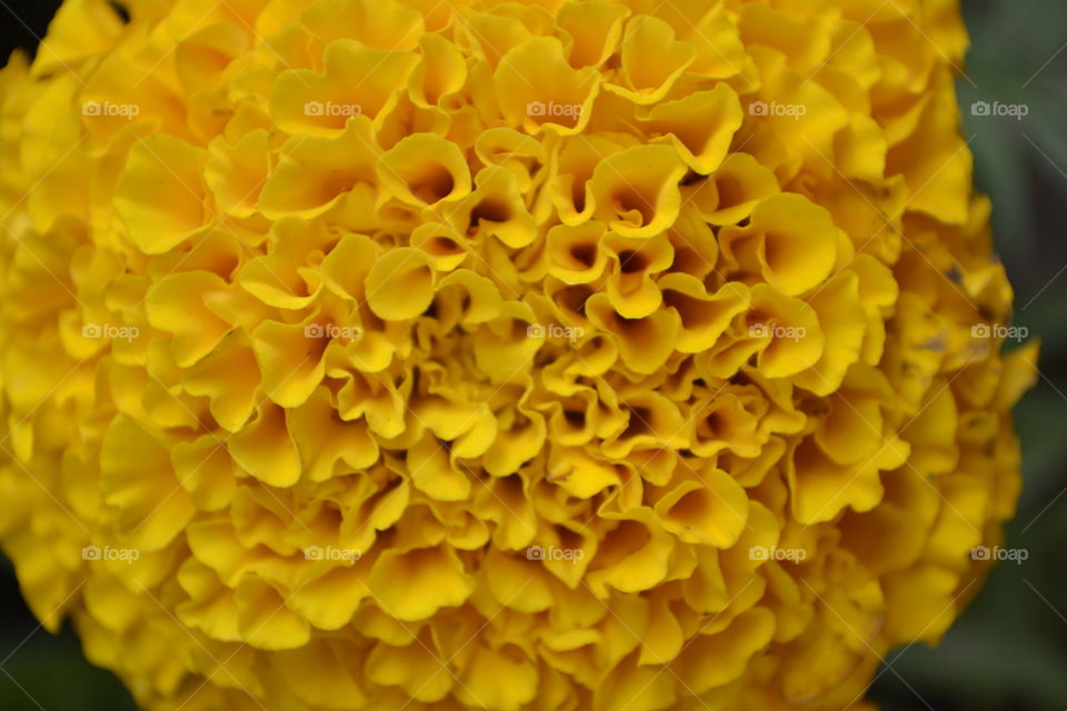 Blooming yellow flower