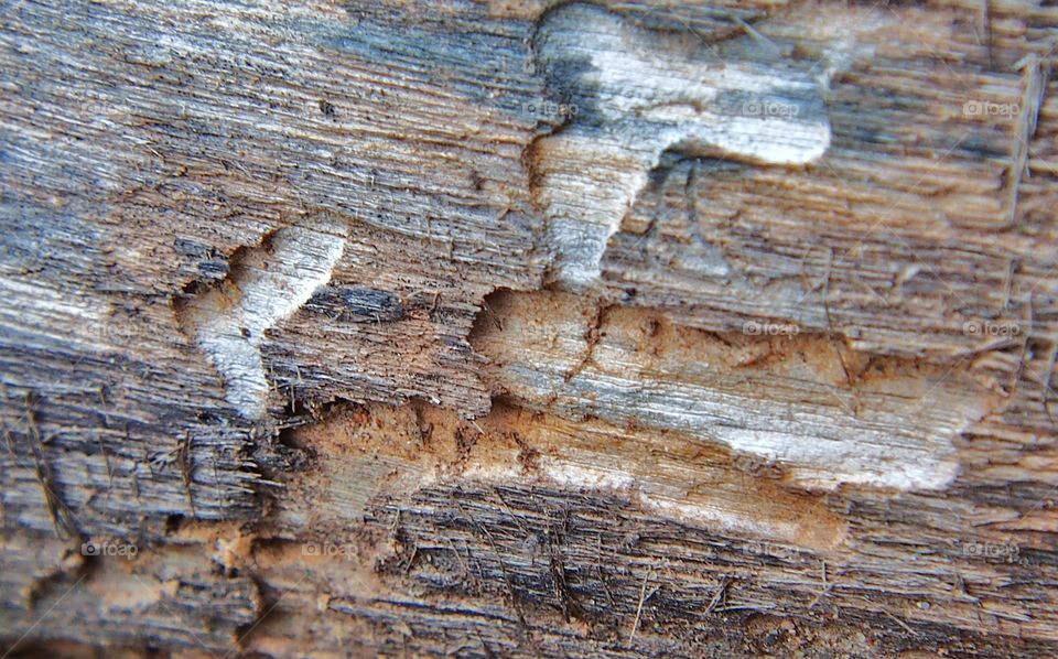 Wood has been caused  by termite