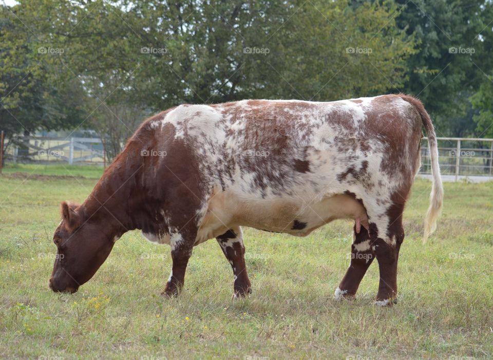 Shorthorn cow. 