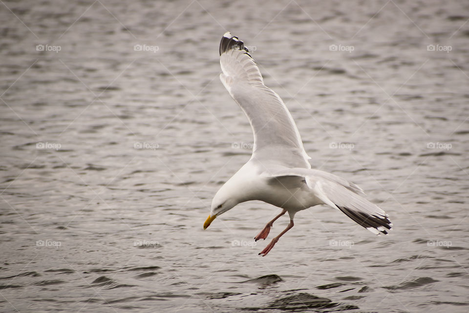 Flying above water