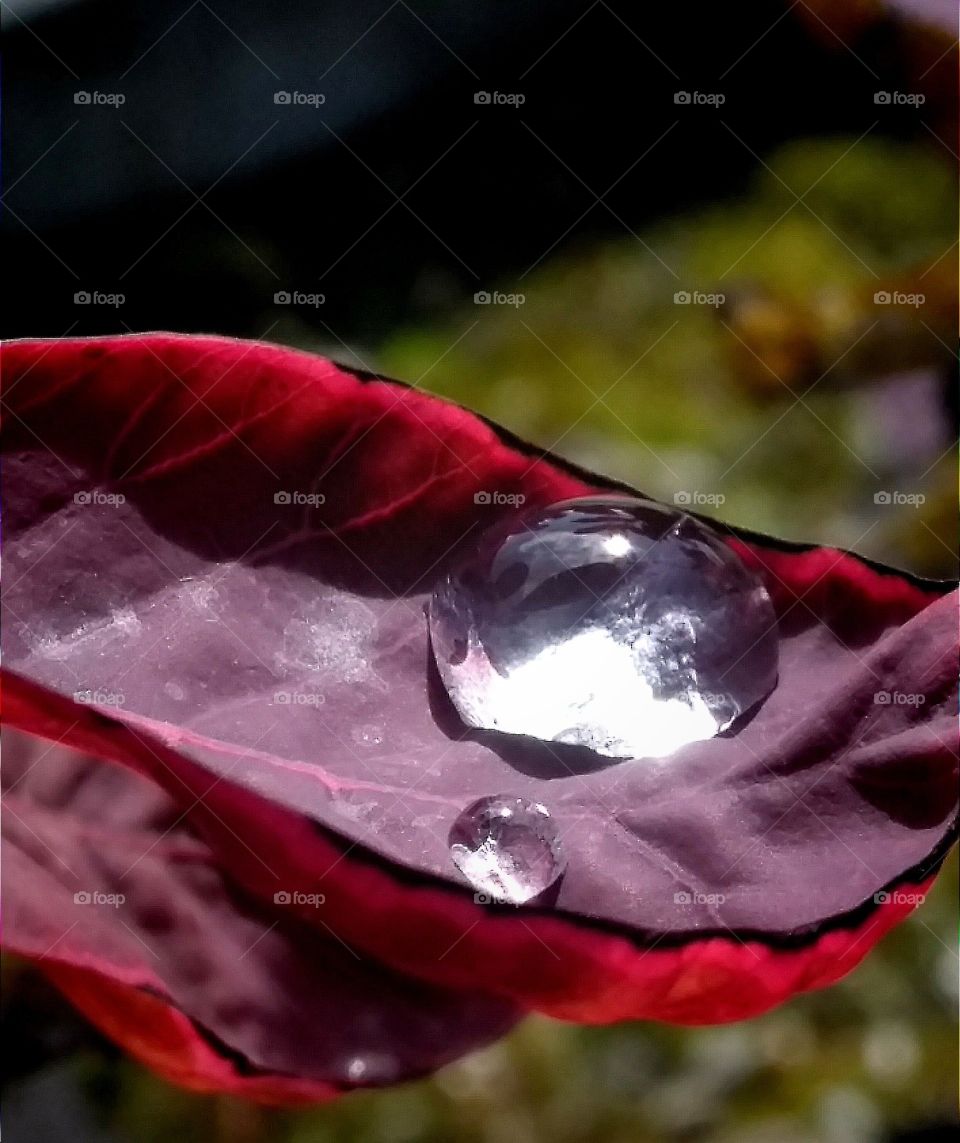 Raindrop sitting on a red leaf after the rain