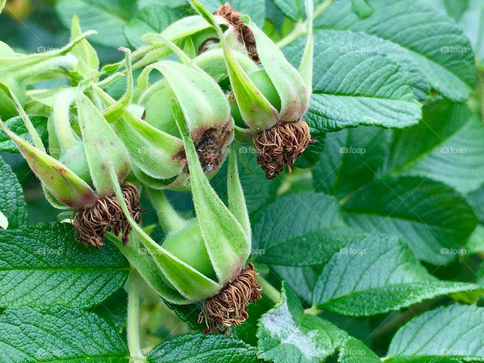 Rose buds at end of blooming season 