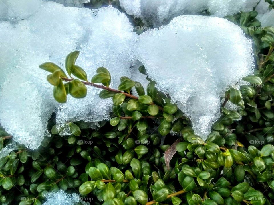 Sheet of ice over shrub