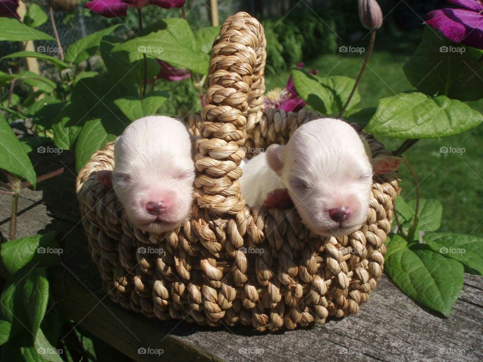 basket o puppies
