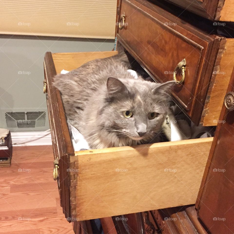 Cat, Box, Furniture, Mammal, Wood