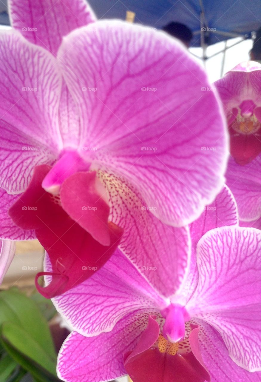Perfect day for the orchids...