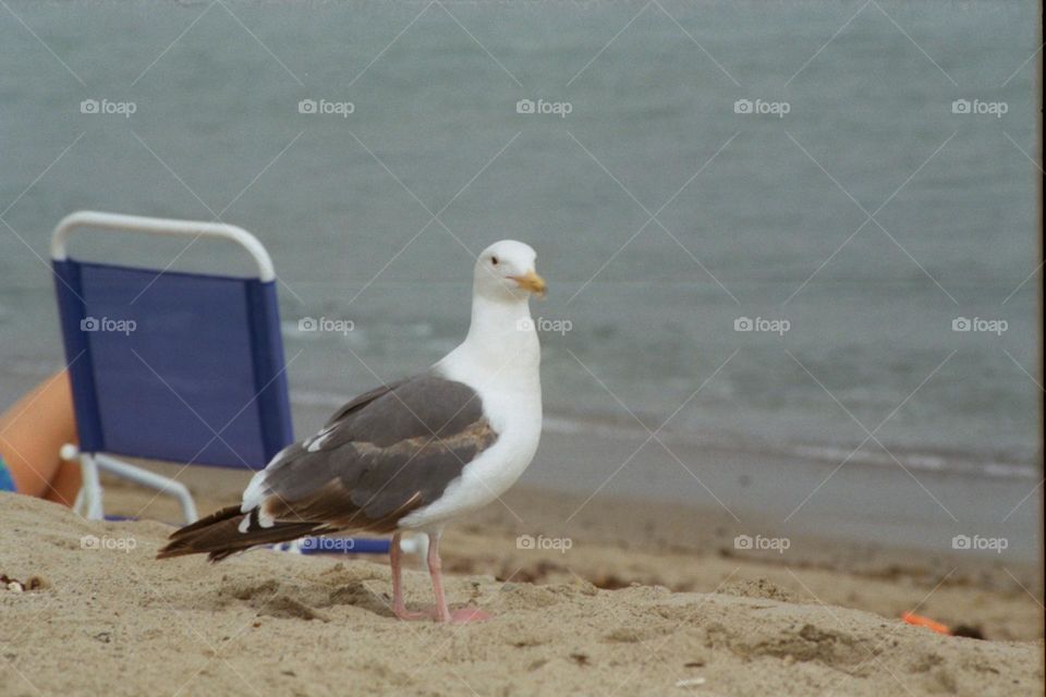Seagull at the beach