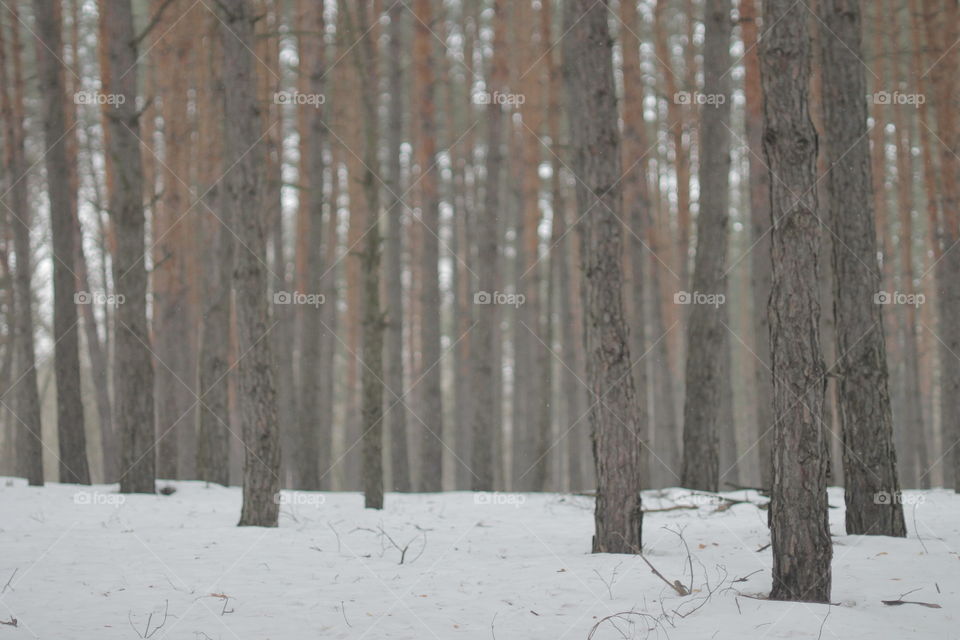 Beautiful trees. Forest ,nature 