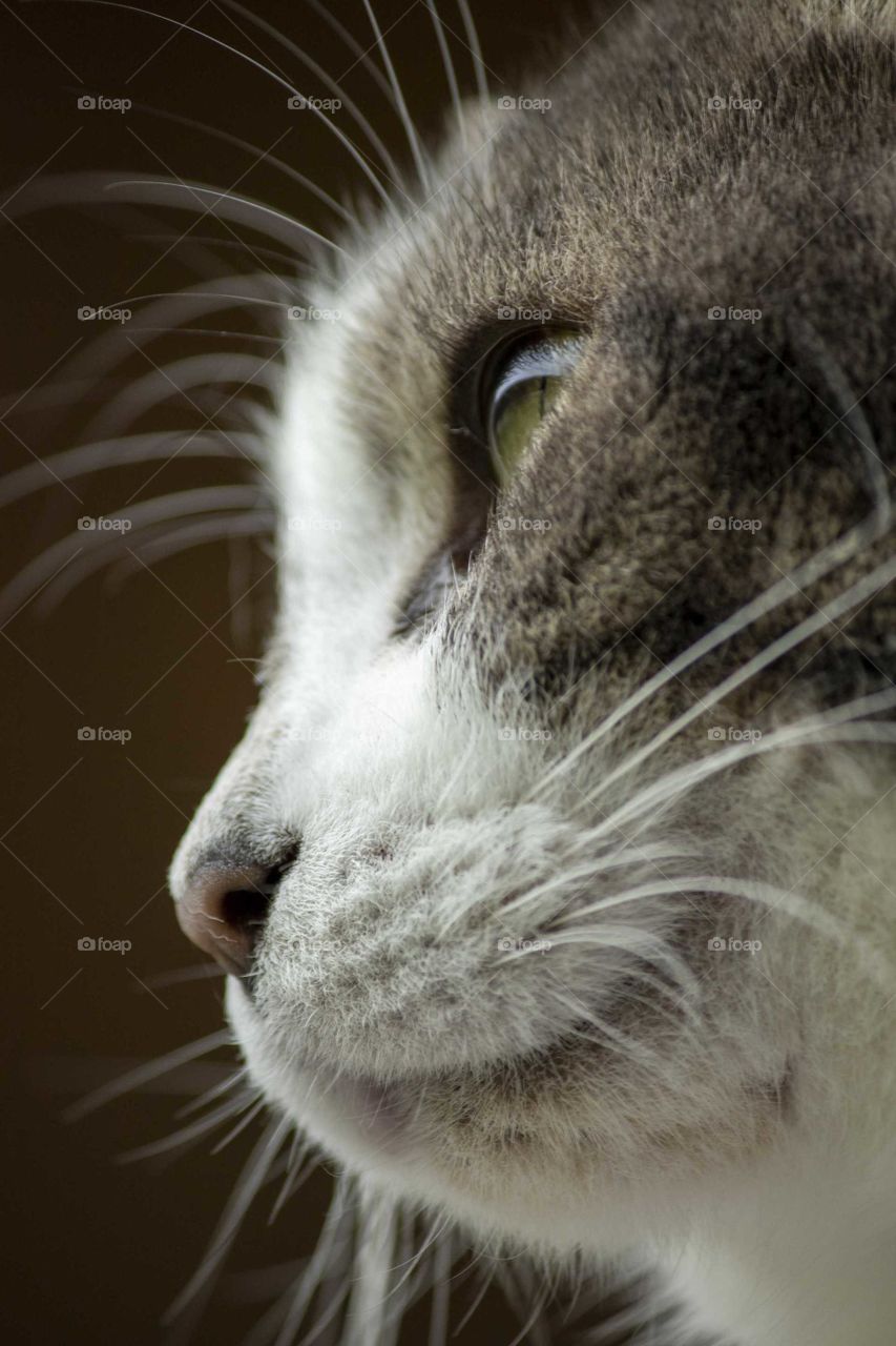 Calico cat face close up