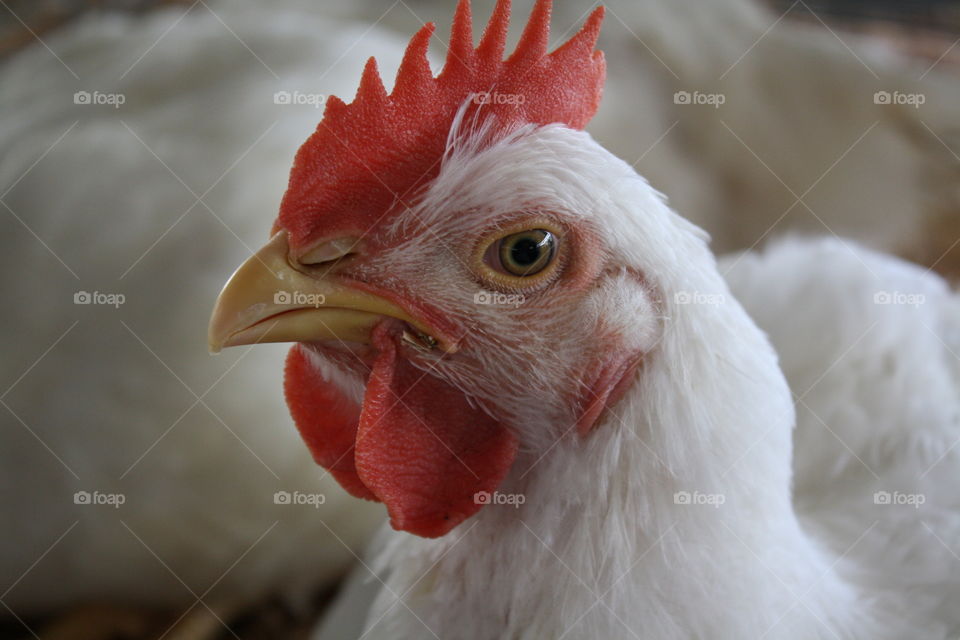chicken