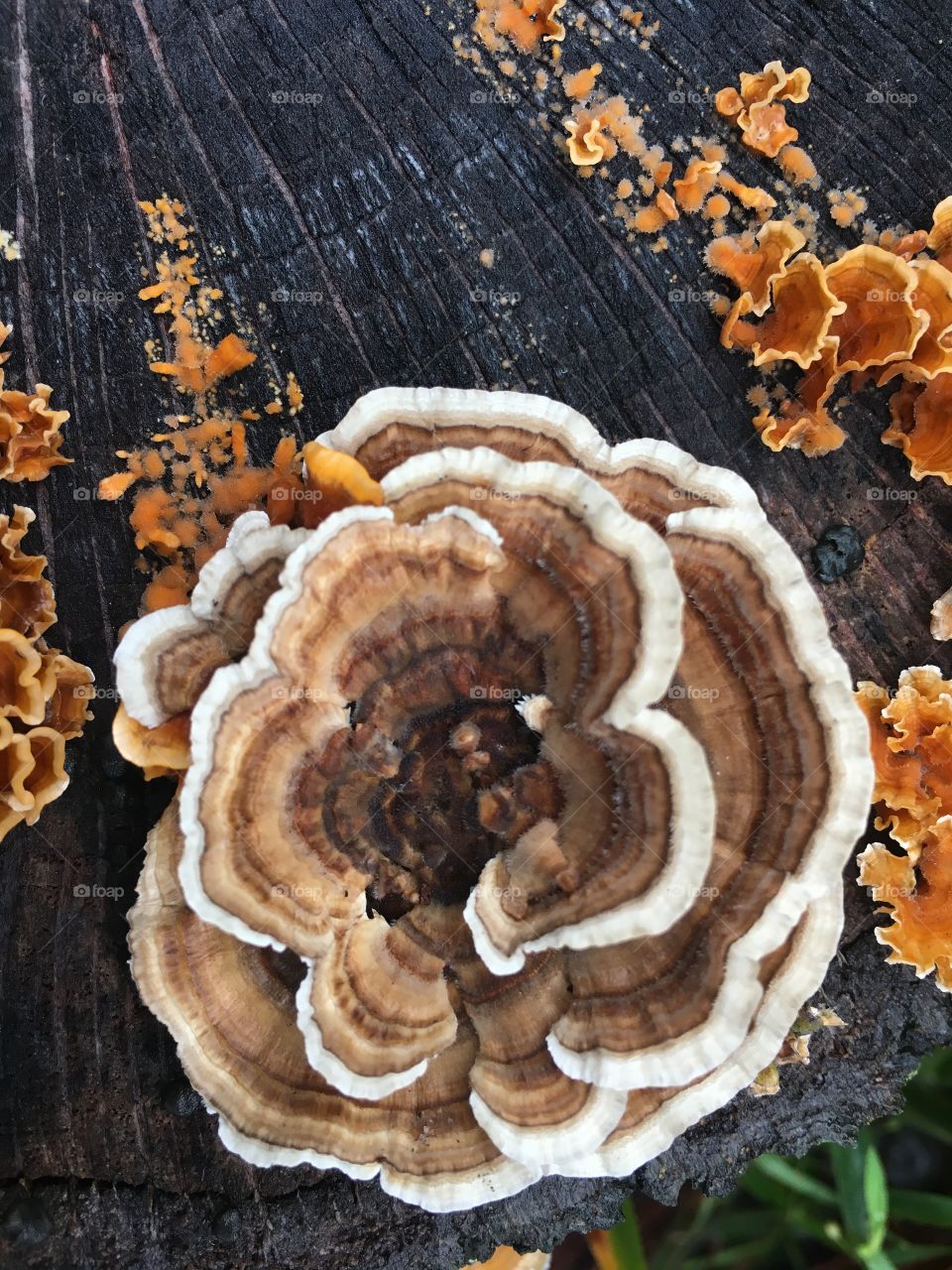 Flower mushroom