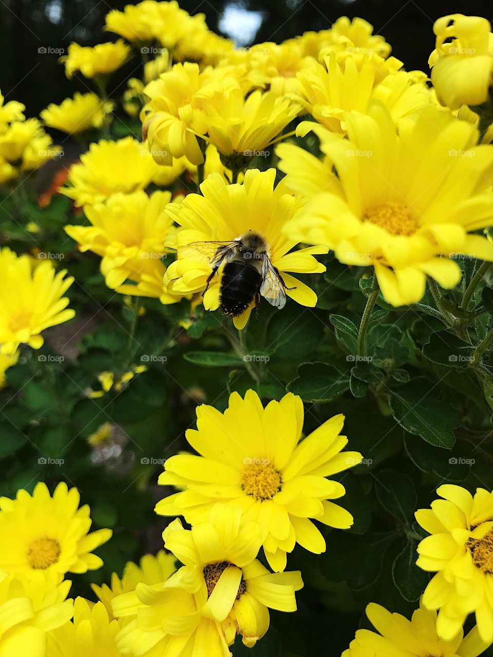 A bright yellow shot of a bumblebee collecting pollen in a group of flowers from a garden in summer