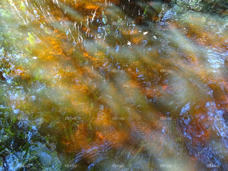 Mangrove water reflection