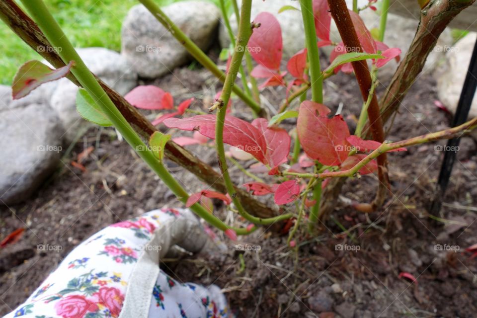 I love blueberries and I have finally planted three bushes in my garden.
I am looking forwards to the harvest😀

