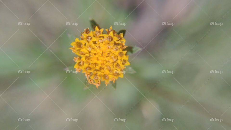 Macro of a little flower