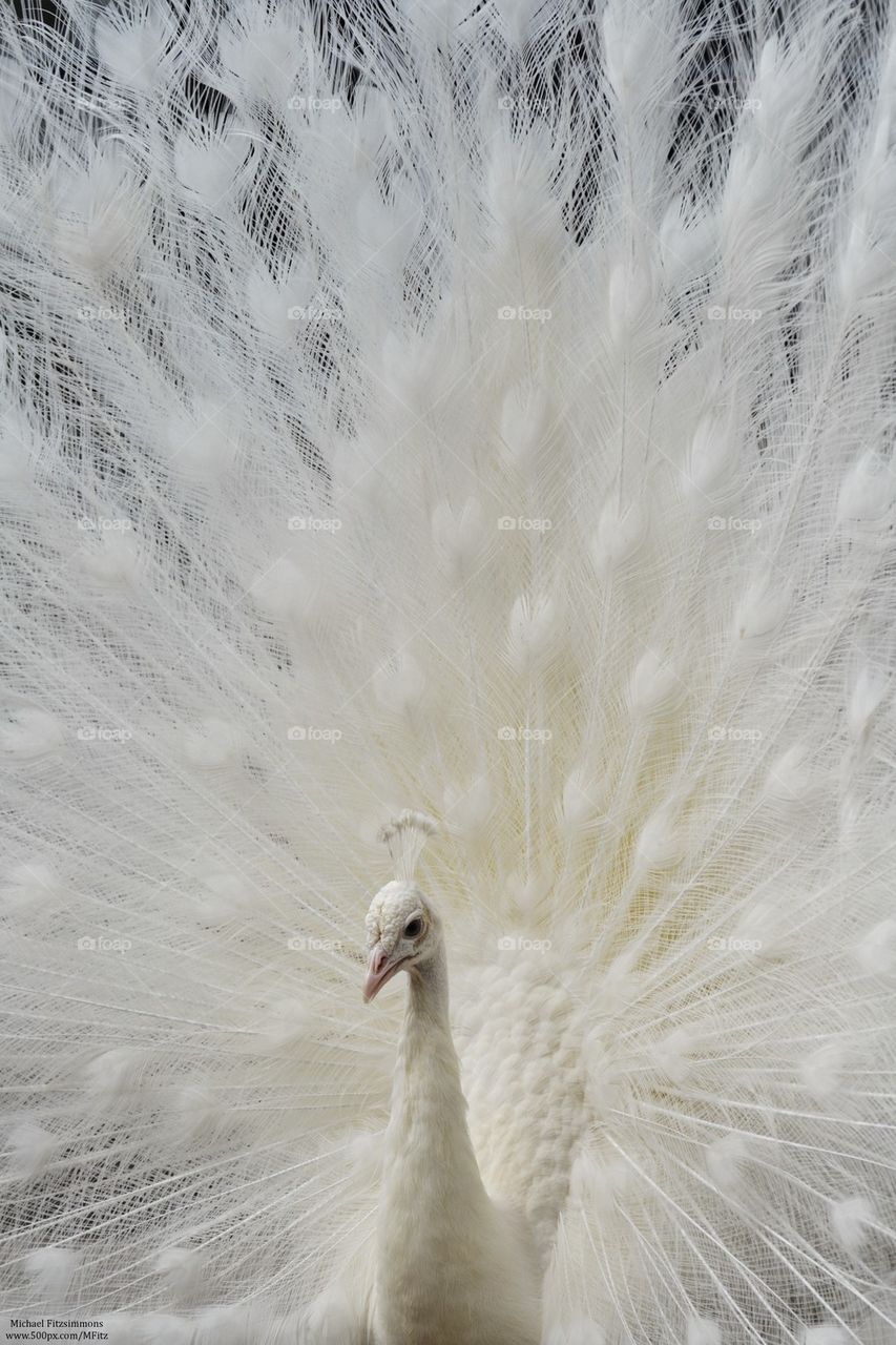 White Peacock