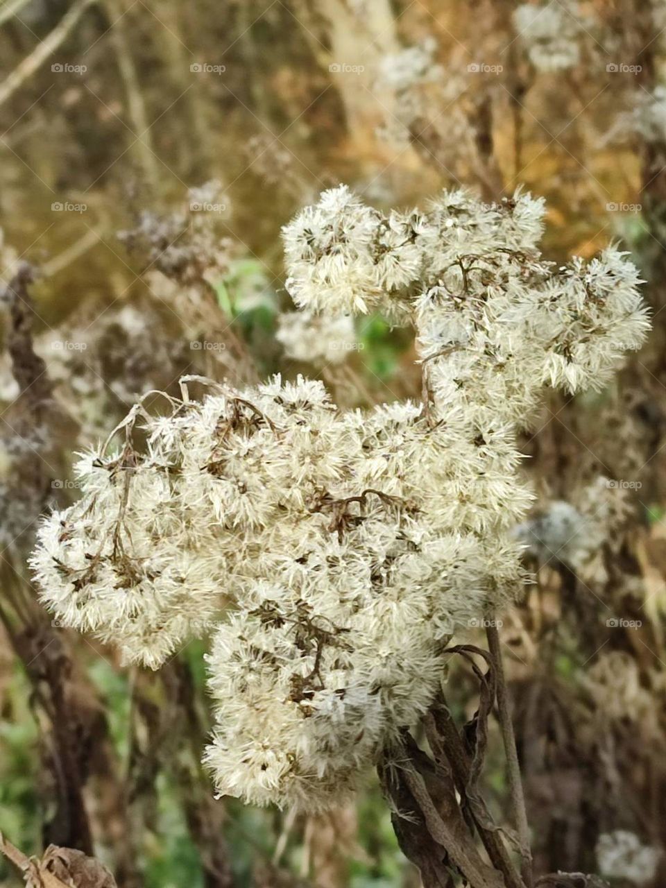 Wood, forest, nature