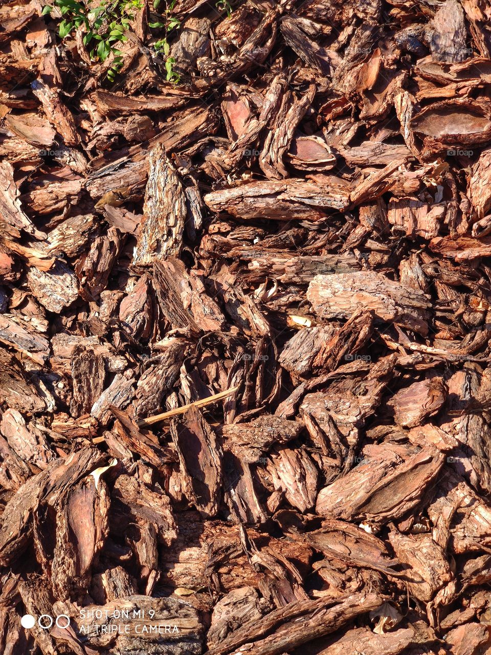 Old tree bark.  Texture.