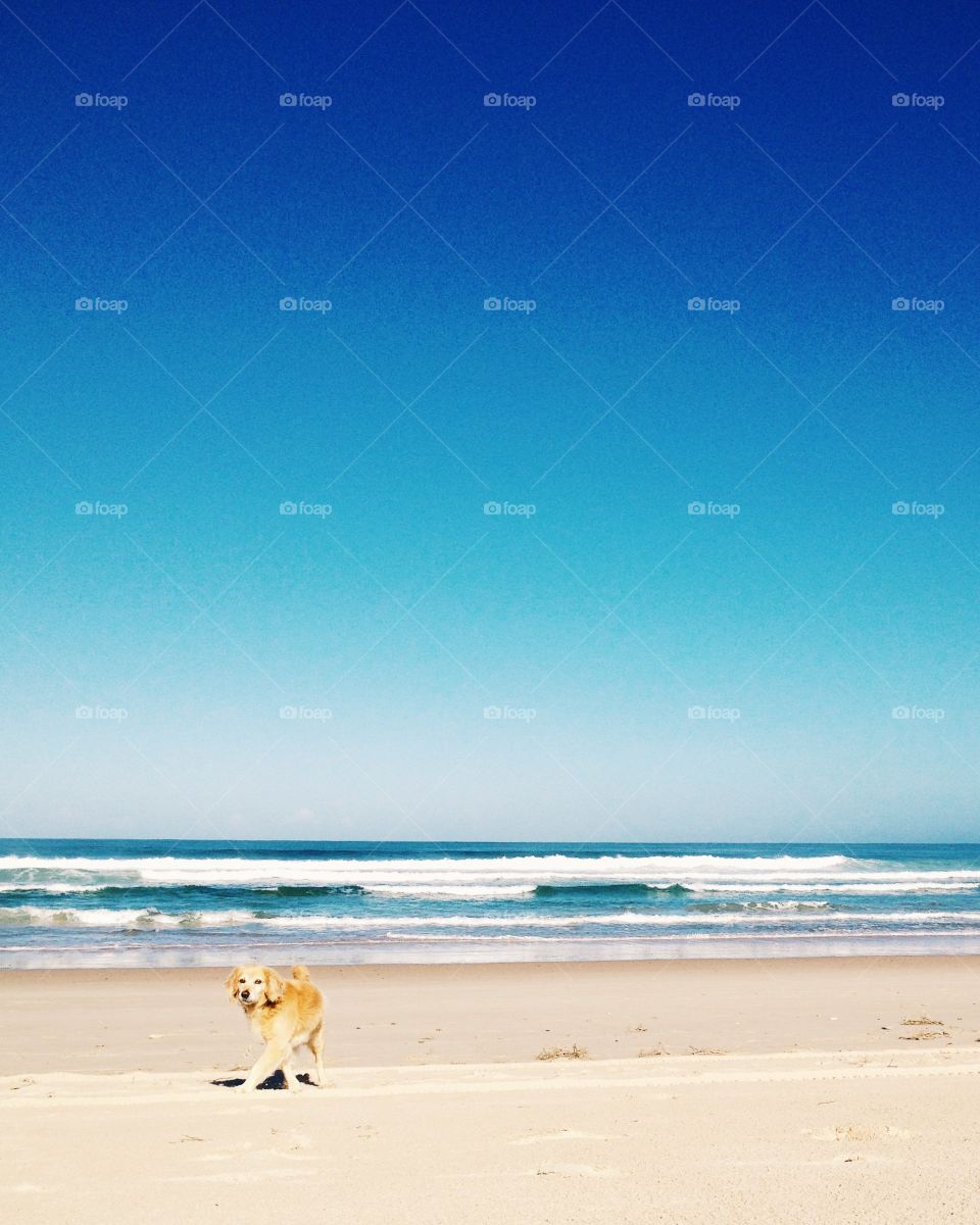 Awesome sand beach and dog. Atlantic Ocean.