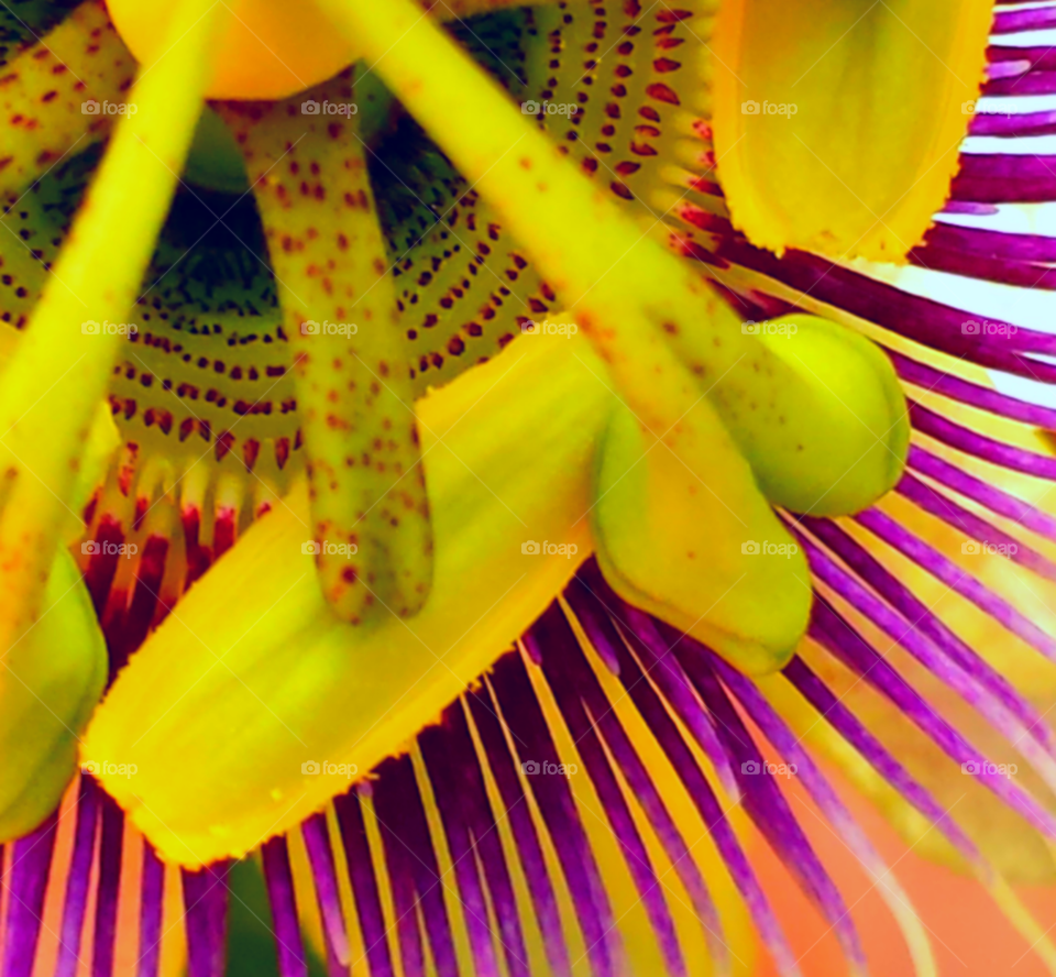 "Macro Passion Flower"