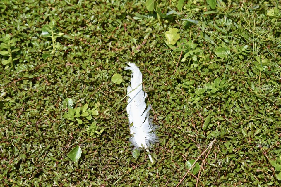 A white bird feather lying on the green grass 