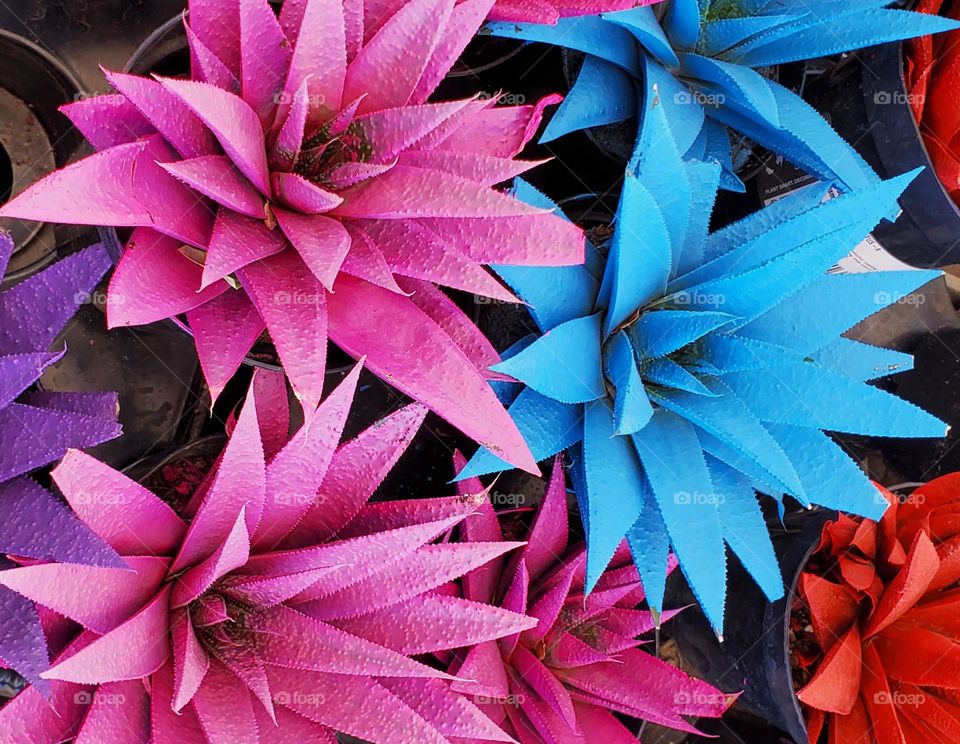 Pastel-colored Succulents in the Garden