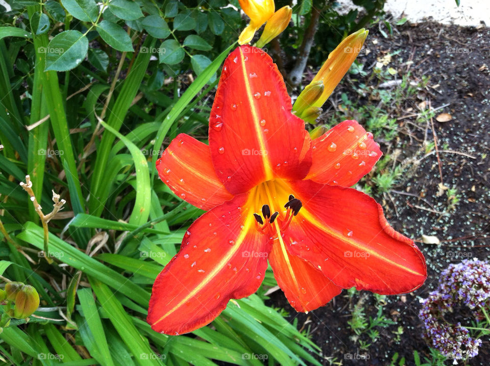 nature flower red dew by kenglund