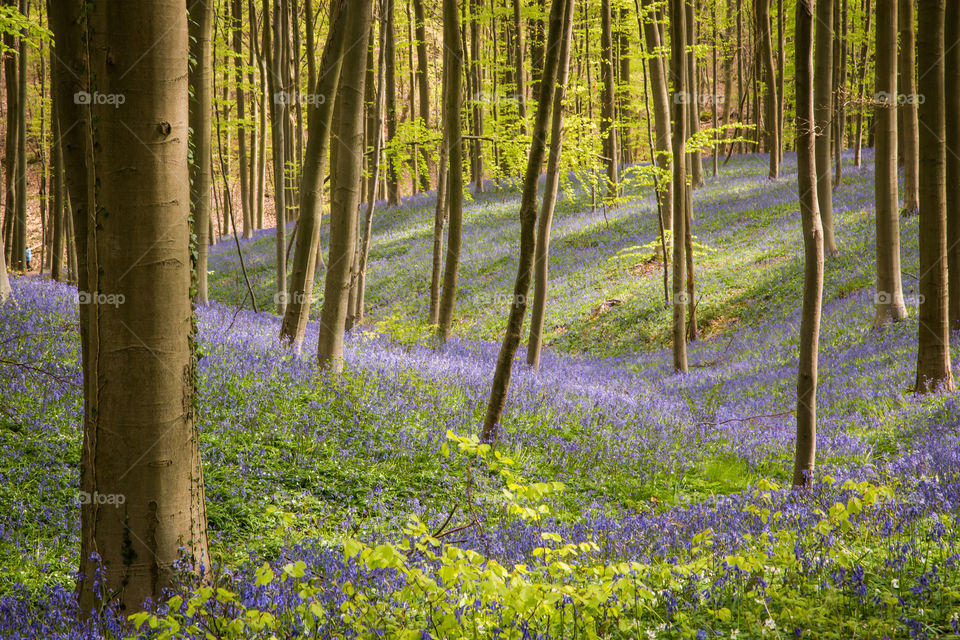 Blooming bluebells and beech trees in Hallerbos