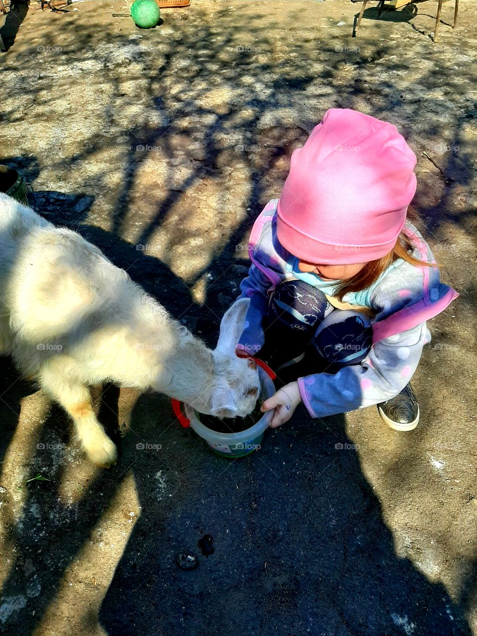 The girl feeds the goat