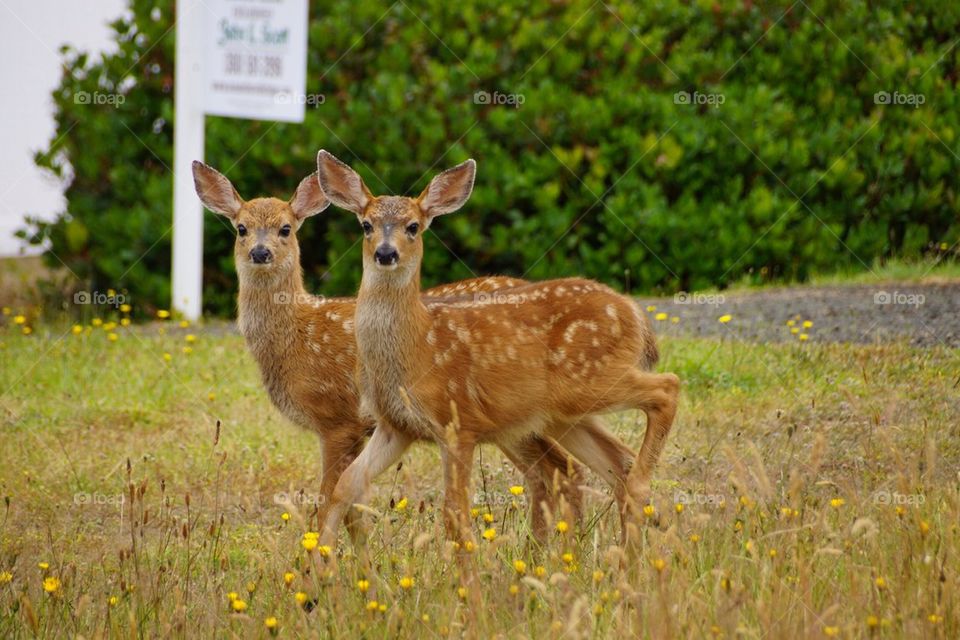 Two deer on grassy field