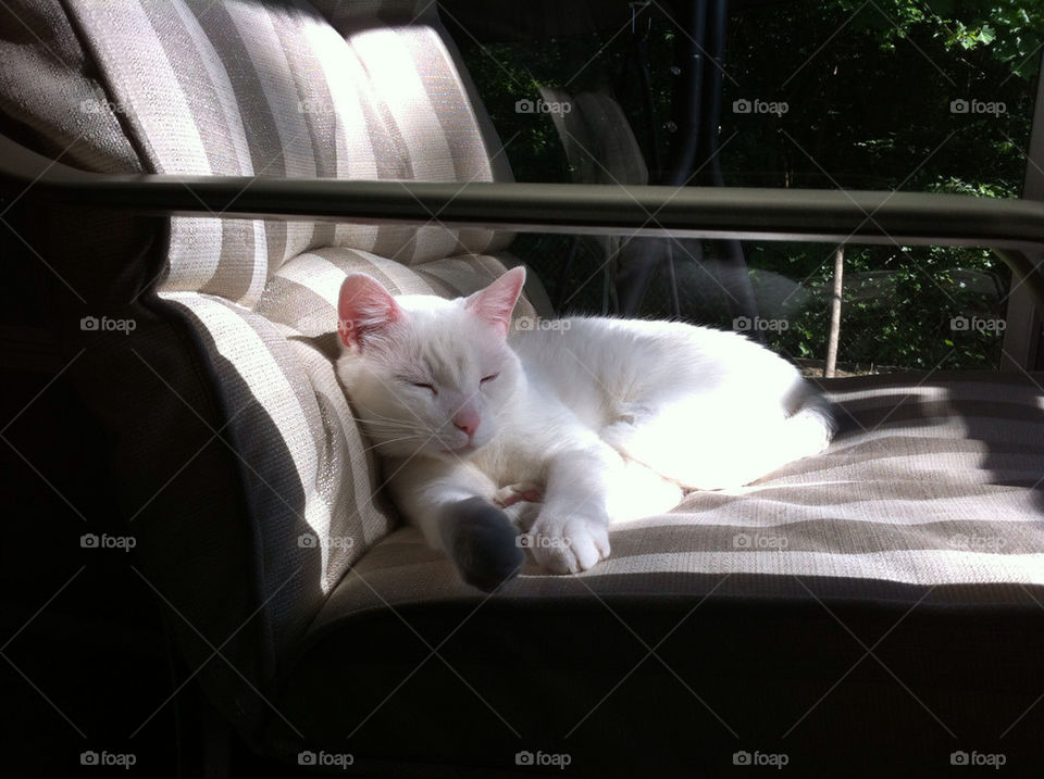 white cat tired little by evesevere