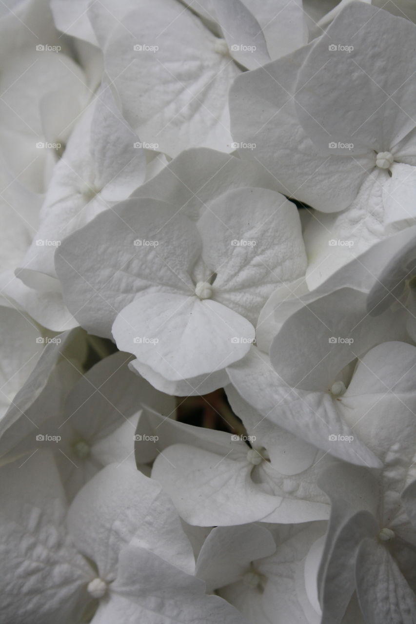 White hydrangea flowers