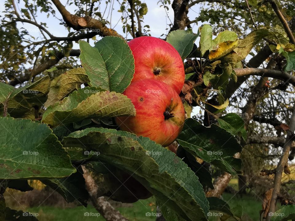 Rote Äpfel am Baum