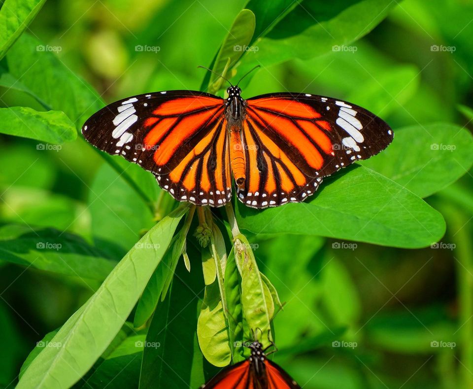 colorful butterfly in the garden