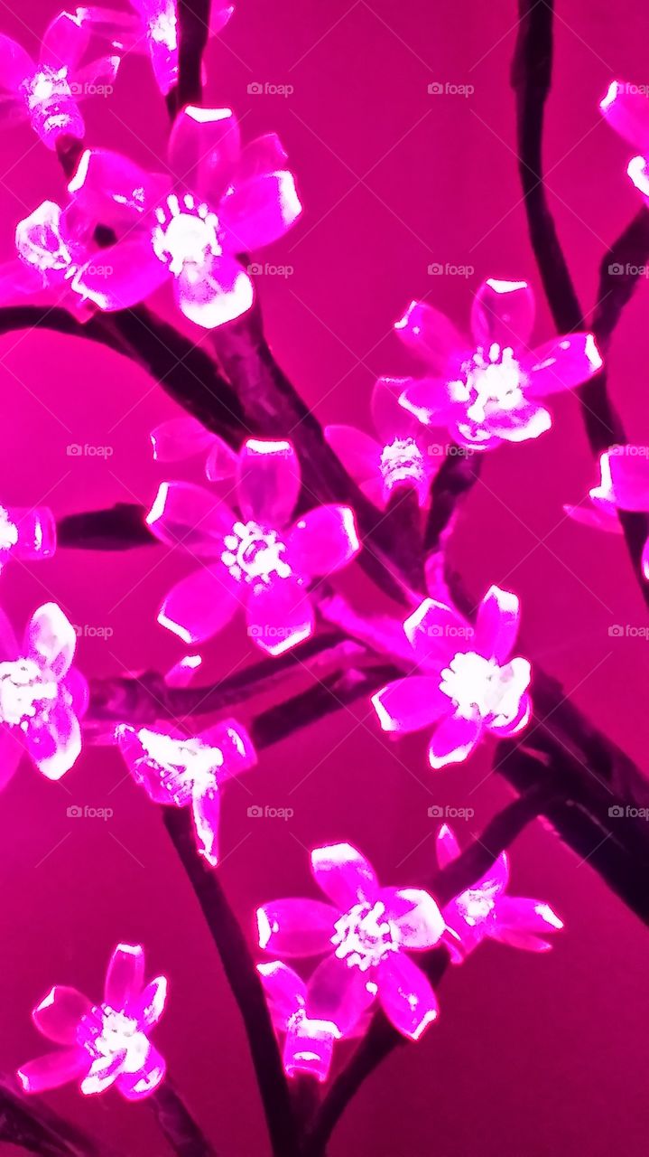 electric pink. glowing blossoms