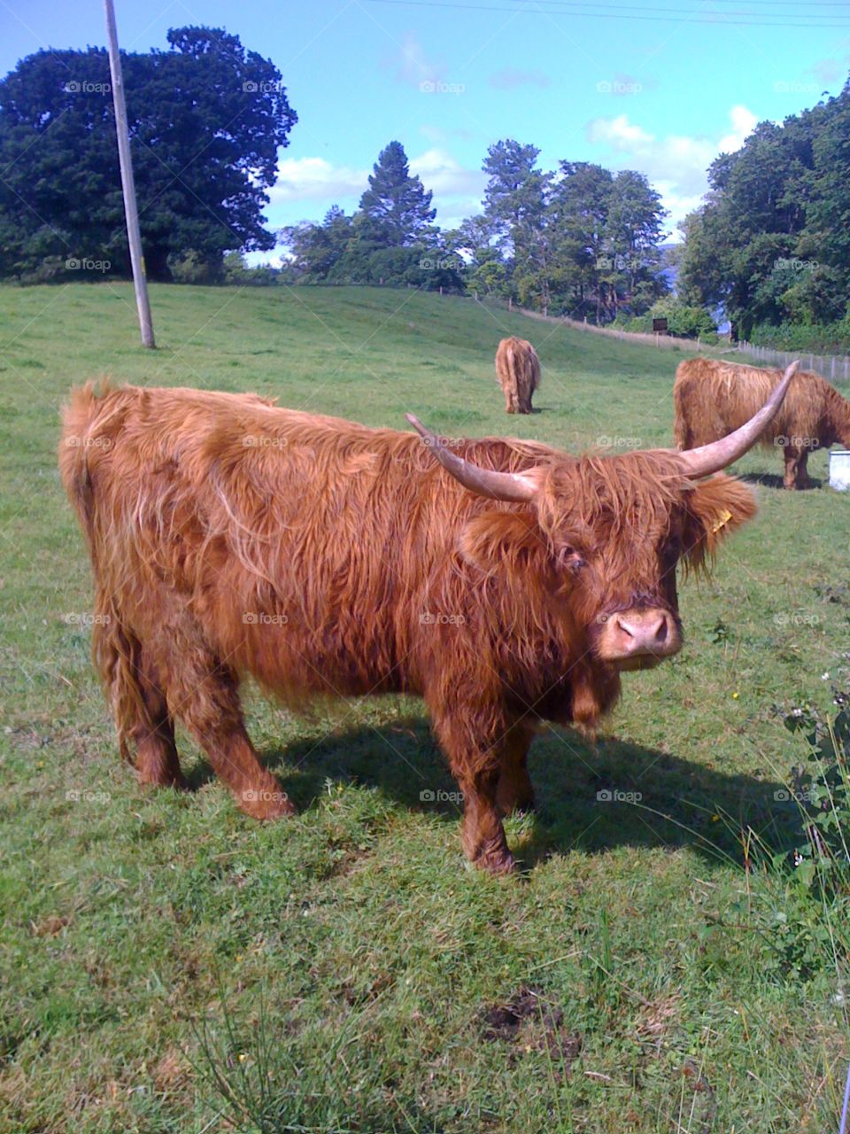 cow in Scotland