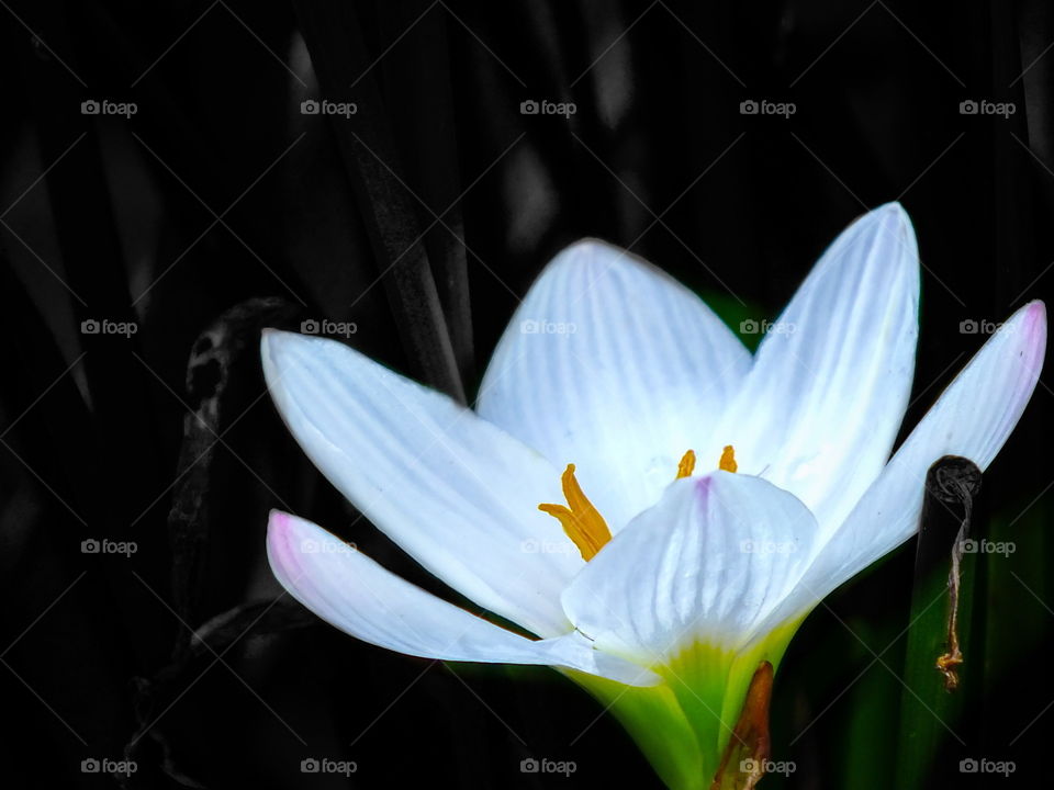 whitening flower
