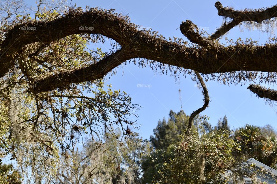 A large oak tree limb reaching sideways with a prominent fork in it in front of other trees and a clear blue sky