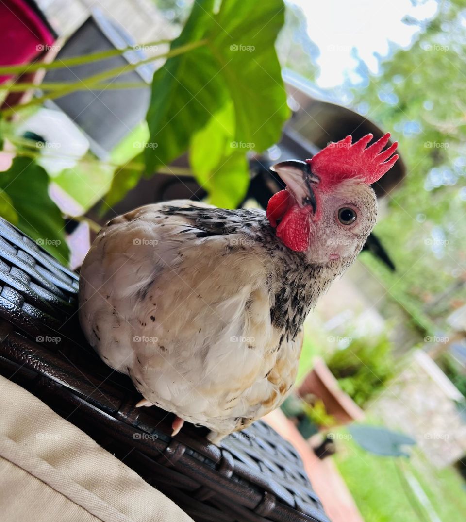 Young Rooster