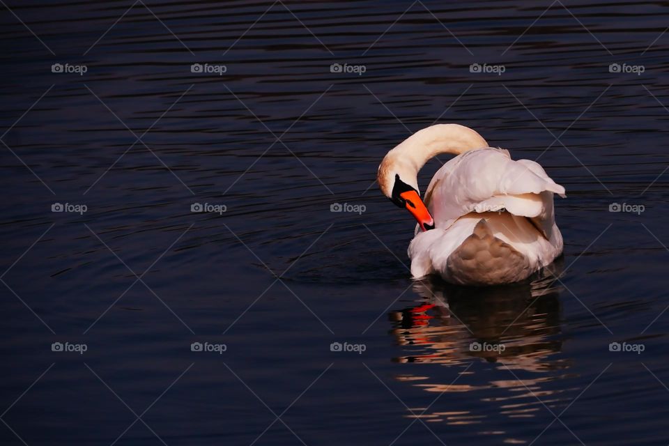 White swan on the lake 