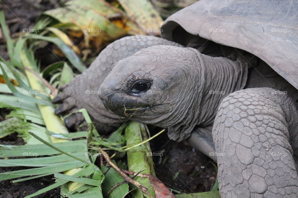 Giant tortoise eating palm leaf