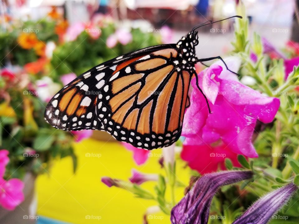 A picture of a butterfly on a flower