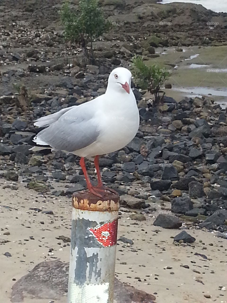 seagull
