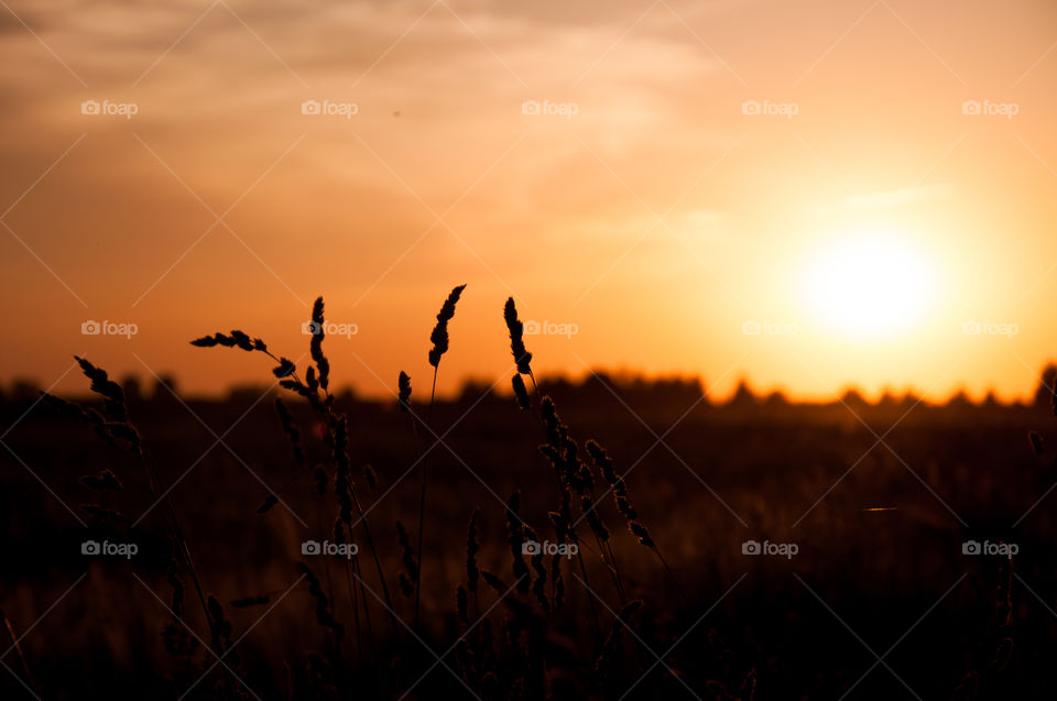 sunset on field