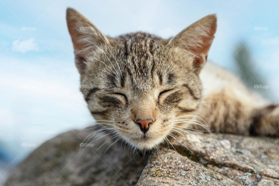 cute sleeping cat