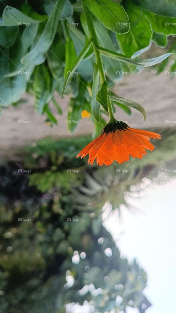 That yellow flower among the green plants looks so pretty! 🌼 It's like a pop of sunshine in a sea of greenery. Nature sure knows how to create beautiful contrasts.